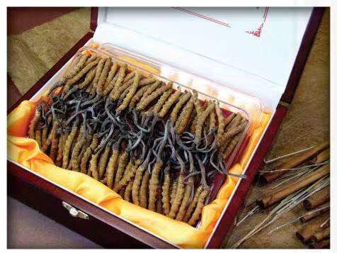 亚东冬虫夏草回收